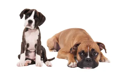 Дентальная имплантация у собак - ветеринарные статьи специалистов клиники  «Джунгли»