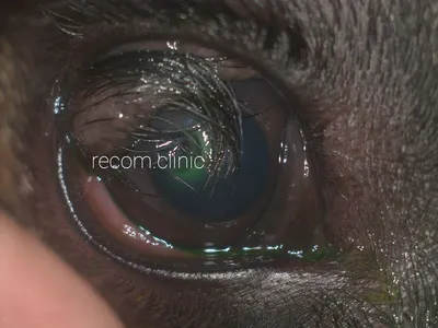 Травма глаза у собаки, что делать при травме глаза у собаки - ветеринарная  офтальмология Реком