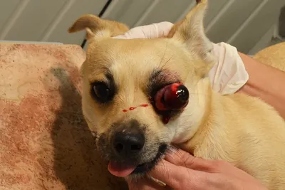 Травматический вывих (проптоз) глазного яблока | Ветеринарная клиника  доктора Шубина