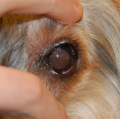 Выделения из глаза у собаки | Причины | Симптомы | Что делать | Лечение |  Фото | Профилактика | Операция | Капли | Ветеринарная офтальмология |  Москва | ВАО | СВАО | ЮЗАО | Вызов врача | Записаться