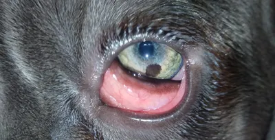 Язва роговицы у собак - лечение - ветеринарная офтальмология Реком