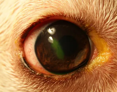 Травма роговицы у собак и кошек: лечение, симптомы