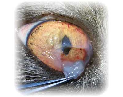 Травма роговицы у собак и кошек: лечение, симптомы