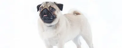 Почему слезятся глаза у собаки? - статьи о ветеринарии «Свой Доктор»