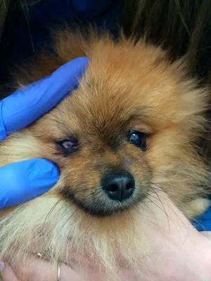 Травма глаза у собаки – окажем незамедлительную помощь офтальмолога