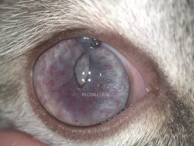 Что делать, если у собаки слезятся глаза | Royal Canin