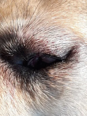 Травма глаз у кошки - Помощь, лечение | ZooVision Спб