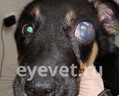Травма глаза у собак и кошек | Лечение и первая помощь