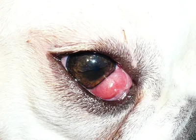 Почему у собаки красные глаза: ищем причины | КАНАЛ О СОБАКАХ И ПРИРОДЕ |  Дзен