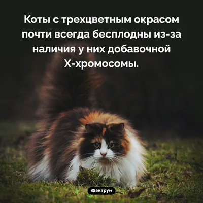 Трехцветные кошки... - Adoption центр для кошек \"Муркоша\" | Facebook