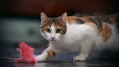 Бывают ли трехцветные коты или только кошки? И о чем говорит трехцветный  окрас кошек? | tassel magic