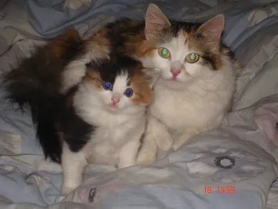 Трехцветные кошки: Приметы и суеверия | gafki.ru | Дзен