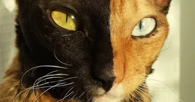 Пестрые коты, цветные кошки, пятнистные котята: обои, картинки и фото -  wallpapers cats.