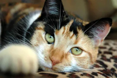 Трехцветная кошка - это кошка с тремя цветами шерсти - черным, белым и  рыжим. Она умна, ласкова и преданна» — создано в Шедевруме