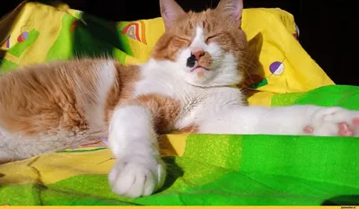 трехцветный кот, сидящий на подоконнике Стоковое Изображение - изображение  насчитывающей зеленый, меховой: 224306183