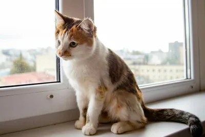 Четырехлапый талисман: что говорят народные приметы о трехцветных кошках -  МЕТА