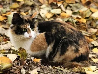 Пушистая трехцветная кошка с пушистым хвостом Стоковое Изображение -  изображение насчитывающей красивейшее, смотреть: 158660045