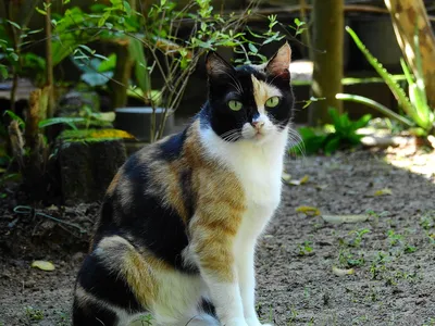 Трехцветный кот фото фотографии