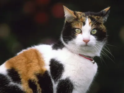 Трехцветный кот - ЯПлакалъ
