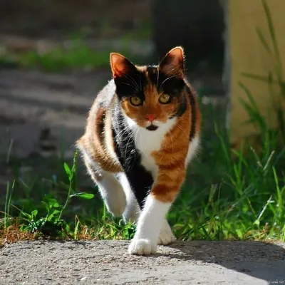 Трехцветный кот: белый, рыжий, черный» — создано в Шедевруме