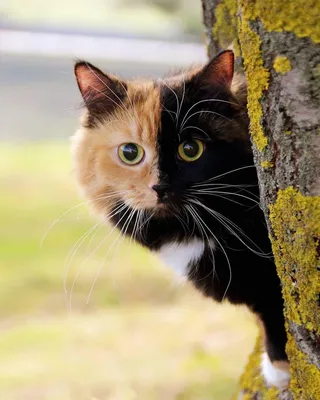 Милый Трехцветный Кот — стоковые фотографии и другие картинки Американская  короткошёрстная кошка - Американская короткошёрстная кошка, Без людей,  Бразилия - iStock