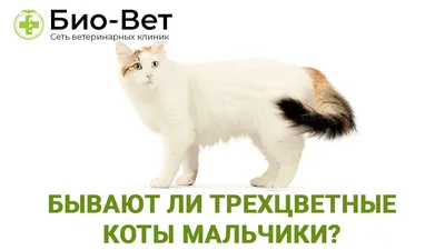 Брошь женская \"Трехцветный кот\" значок - купить с доставкой по выгодным  ценам в интернет-магазине OZON (931048275)