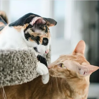 Счастливый талисман или приятель домового: что значит трехцветный кот в доме