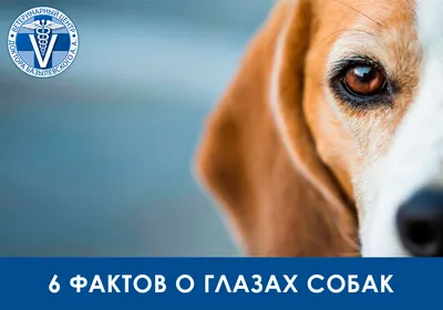 Пролапс или протрузия третьего века у собак и котов. | \"Компаньон\" -  Ветеринарная Клиника в Минске