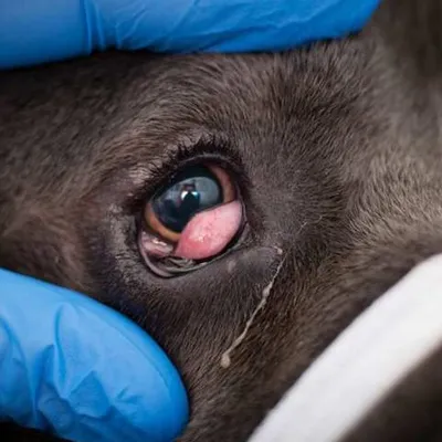 Паннус и плазмома у собак | Офтальмологическое отделение ветеринарной  клиники