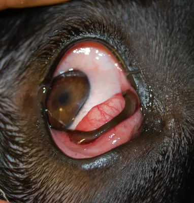 Лечение эверсии хряща у собак | Клиника ZooVision Спб
