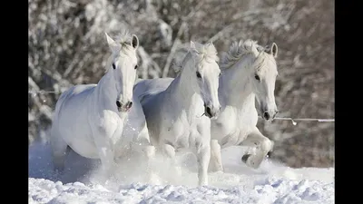 Три белых коня фото фотографии