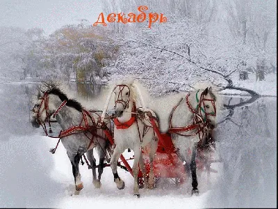 Фейерверк \"Три белых коня...\" (16 залпов) - купить по доступным ценам в  интернет-магазине OZON (1250906749)