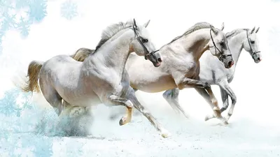 Три белых коня,эх три белых коня…» — создано в Шедевруме