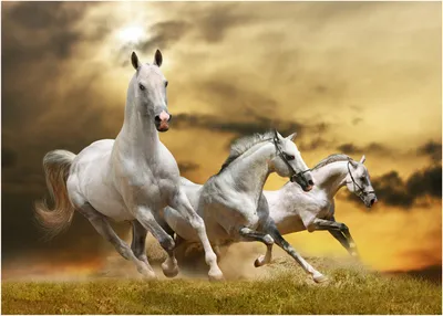 ЯП файлы - три-белых коня