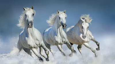 История песни «Три белых коня» | МУЗ-ТВ | Дзен