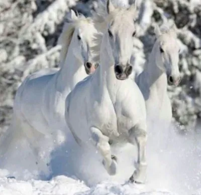 Чародеи - Три белых коня - YouTube