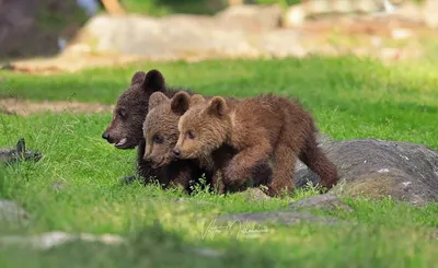 Фото Три медведя с потрясающими деталями