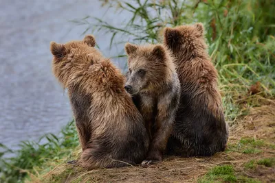Потрясающие фото Три медведя в png формате
