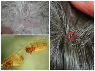 Триходектоз - паразитарное заболевание, вызываемое власоедами и  сопровождающееся зудом и выпадением волос. Болеют кошки и собаки. Власоеды…  | Instagram