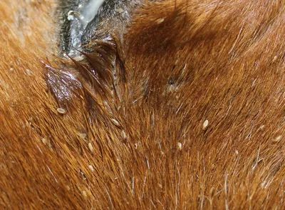 Причины зуда у животных и лечение