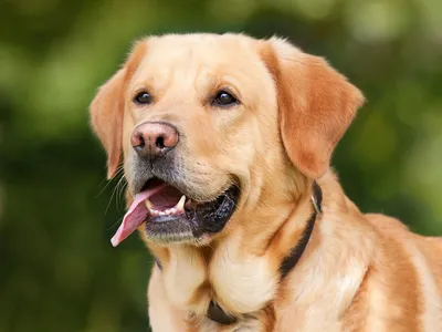 Лишай у собак - причини появи, симптоми, види, лікування та профілактика