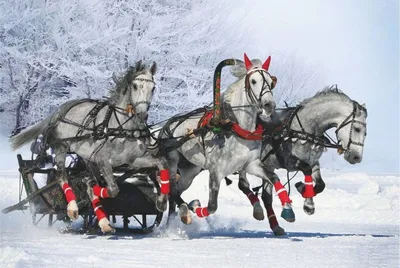Белая тройка лошадей,запряженная в …» — создано в Шедевруме