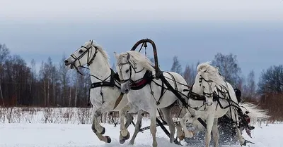 Русская тройка лошадей, в центре …» — создано в Шедевруме