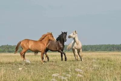Тройка лошадей — Фото №21384