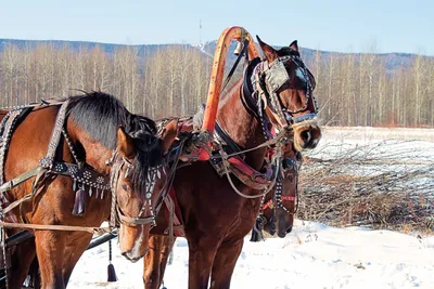 Тройка лошадей Канва для вышивки бисером Конек по доступным ценам 9767  29х39 см недорого купить в интернет магазине в Москве и Санкт-Петербурге,  фото, цена, отзывы