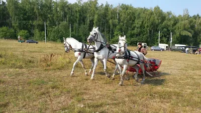 Новогодняя тройка лошадей, красивые …» — создано в Шедевруме