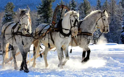 Тройка лошадей с новогодними санями в интернет-магазине Ярмарка Мастеров по  цене 100000 ₽ – 34RQRRU | Статуэтка, Екатеринбург - доставка по России