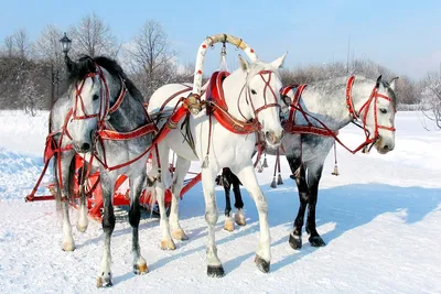 Картина тройка лошадей - 77 фото