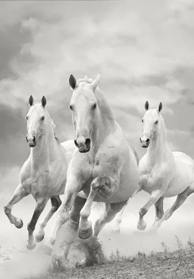Тройка лошадей — Фото №21384