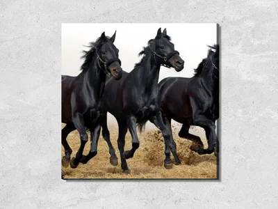 Плакат \"Тройка лошадей\" арт.HH516-1, /56х33см/, 95-206 купить в  интернет-магазине МелочЁвка.RU - Оптовая фирма